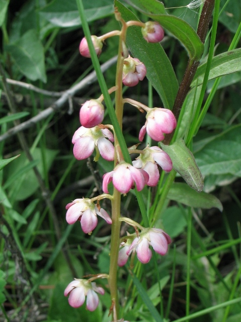 Pyrola asarifolia (P. rotundifolia)